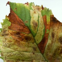 Horse Chestnut Leaf Miner